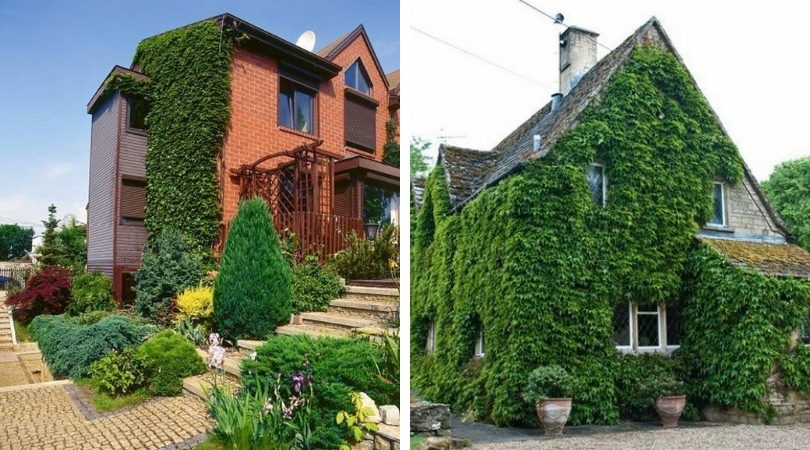 вертикальное озеленения фасада дома