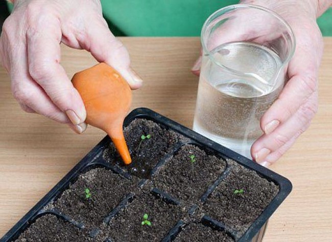 Как выращивать петунию в домашних условиях?