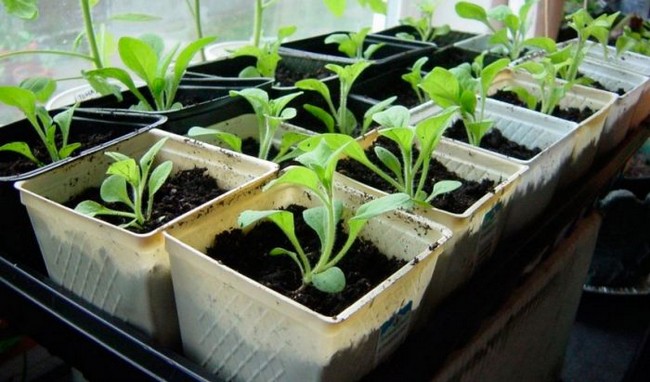 Как выращивать петунию из семян в домашних?