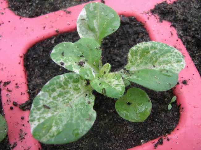 Как выращивать петунию из семян в домашних?