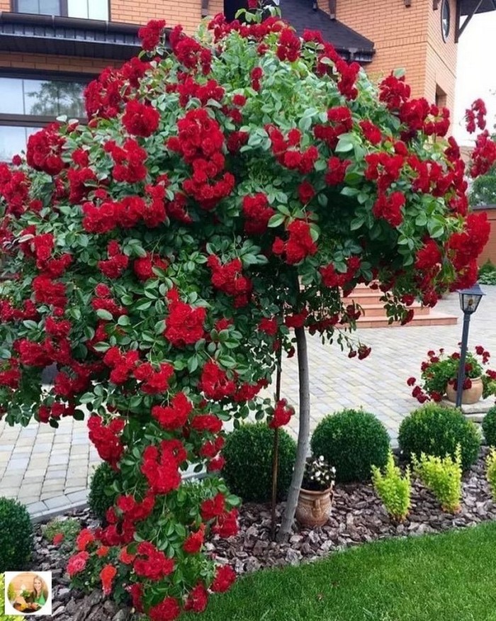 красивые розы