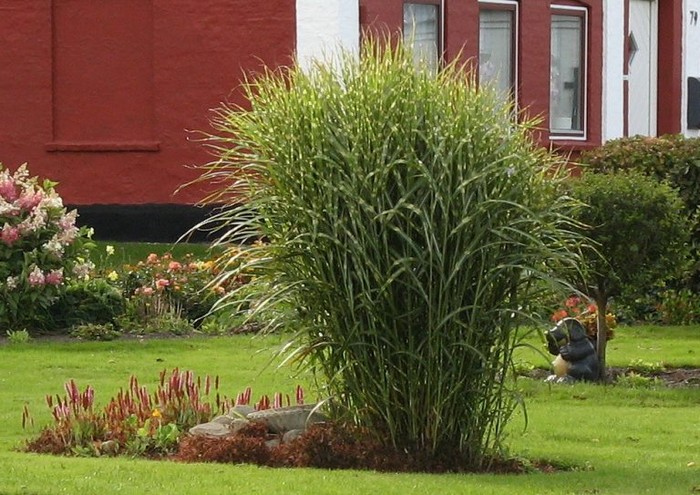 декоративная трава
