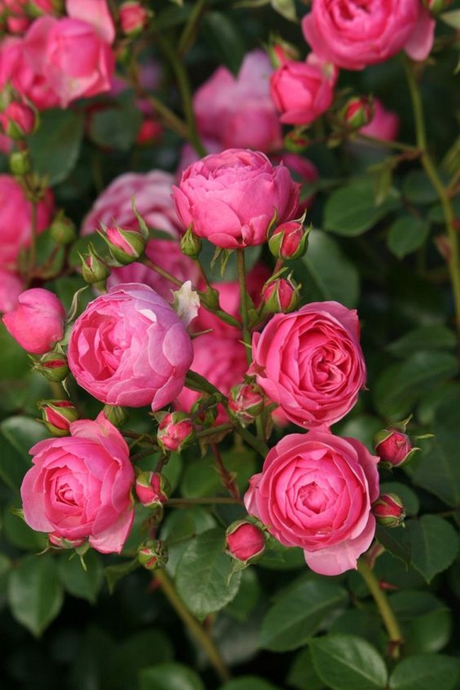 Выбираем пионовидную розу для своего сада: 11 лучших сортов