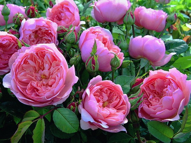 Выбираем пионовидную розу для своего сада: 11 лучших сортов