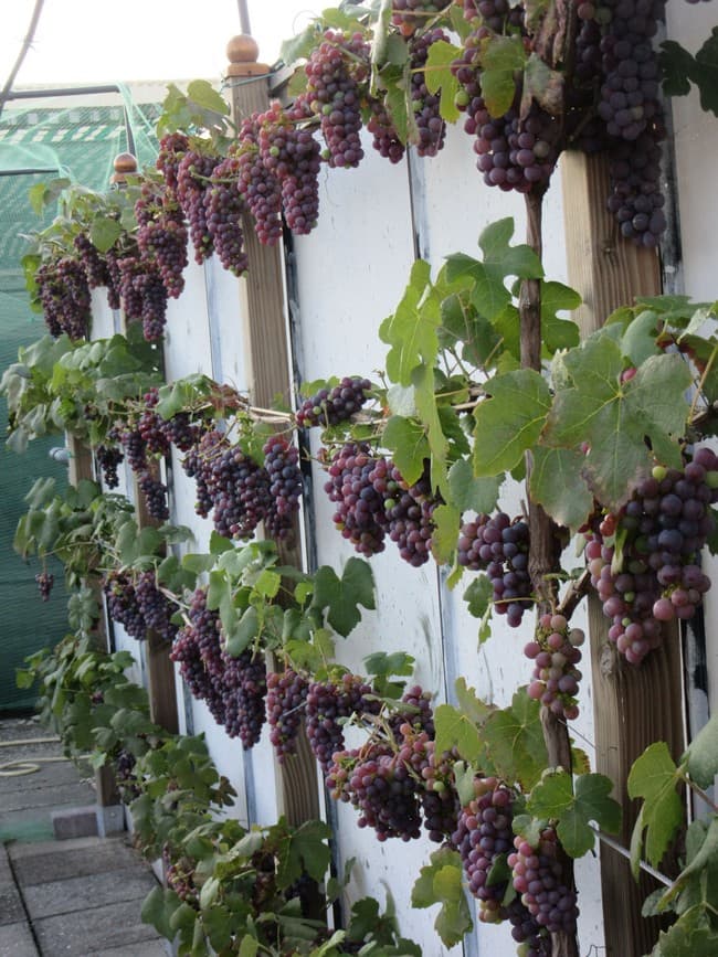 опоры для винограда