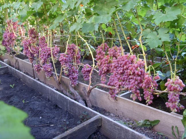 опоры для винограда