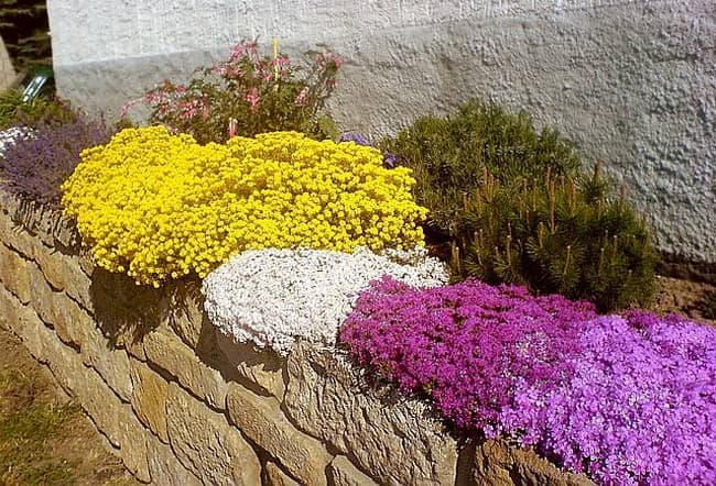 почвопокровные цветы на даче