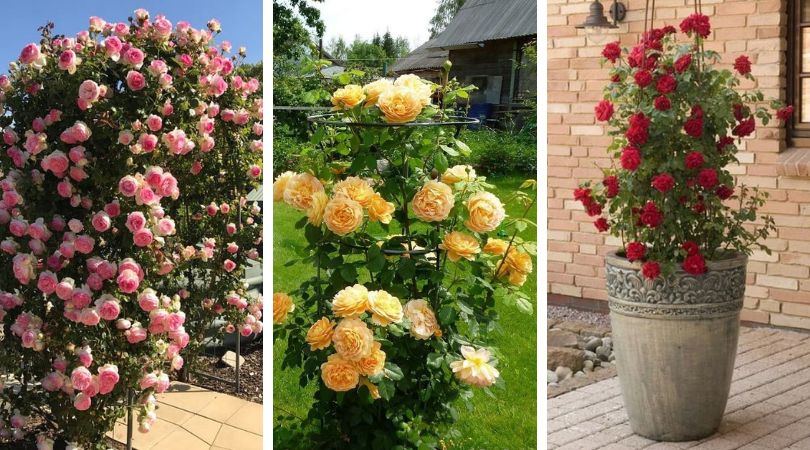 Создаем потрясающий сад из роз возле дома: 45 идей для души