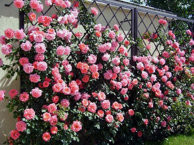 живой забор из роз