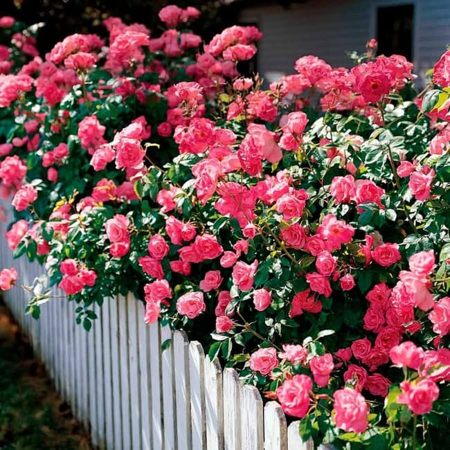 живой забор из роз