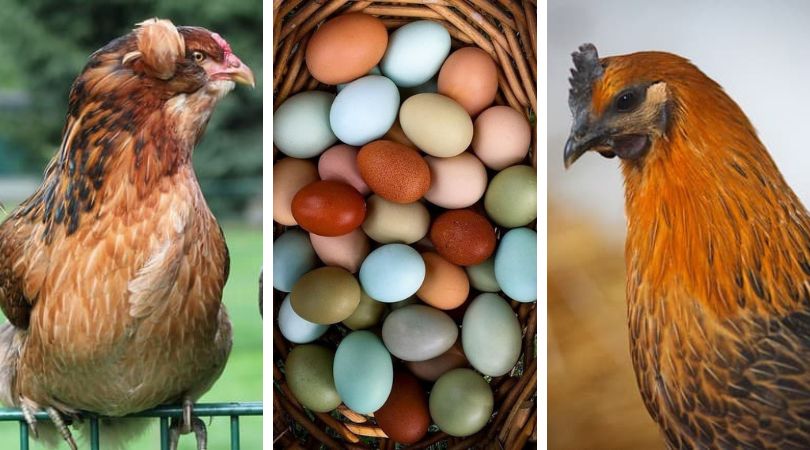 Куры, которые несут красивые и вкусные цветные яйца: 8 лучших пород