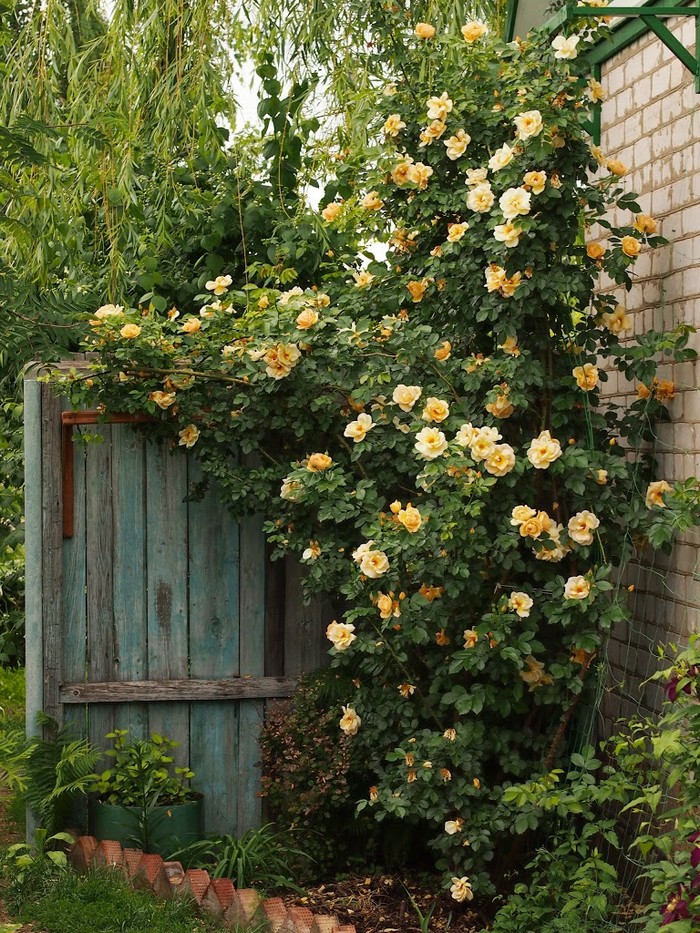 Желтая вьющаяся роза фото название