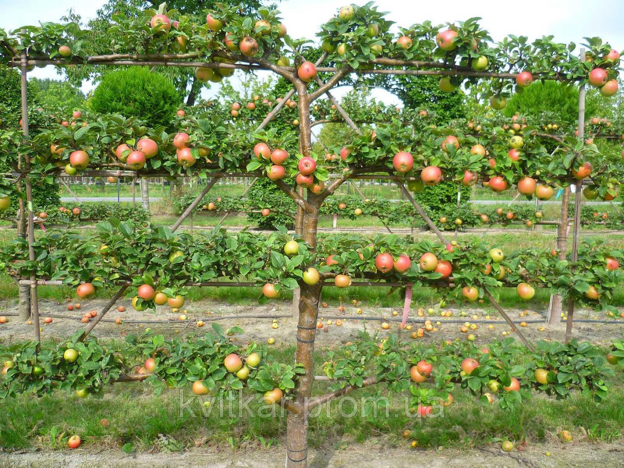 Какое яблоко в земле растет. Топиарный сад Монрепо. Пальметта яблоня. Груша Пальметта. Формировка яблони Пальметта.