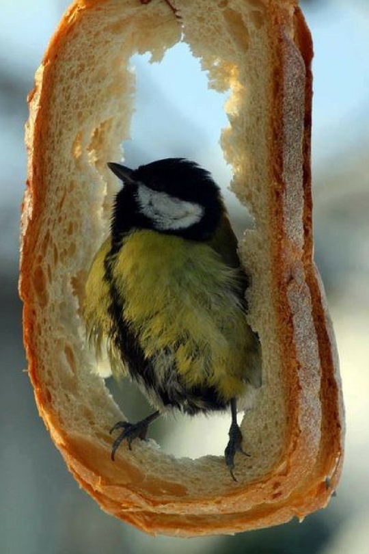 Кармушка для птиц из хлеба