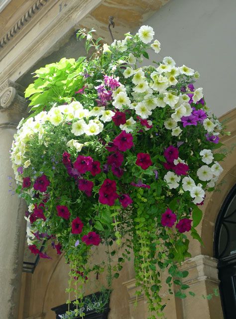 Цветы в подвесных корзинах