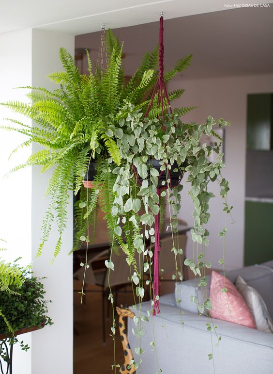 Ампельные комнатные растения