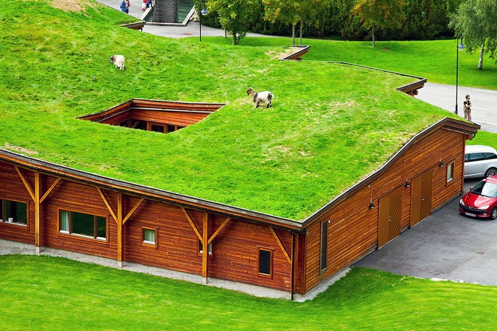 Зеленая крыша