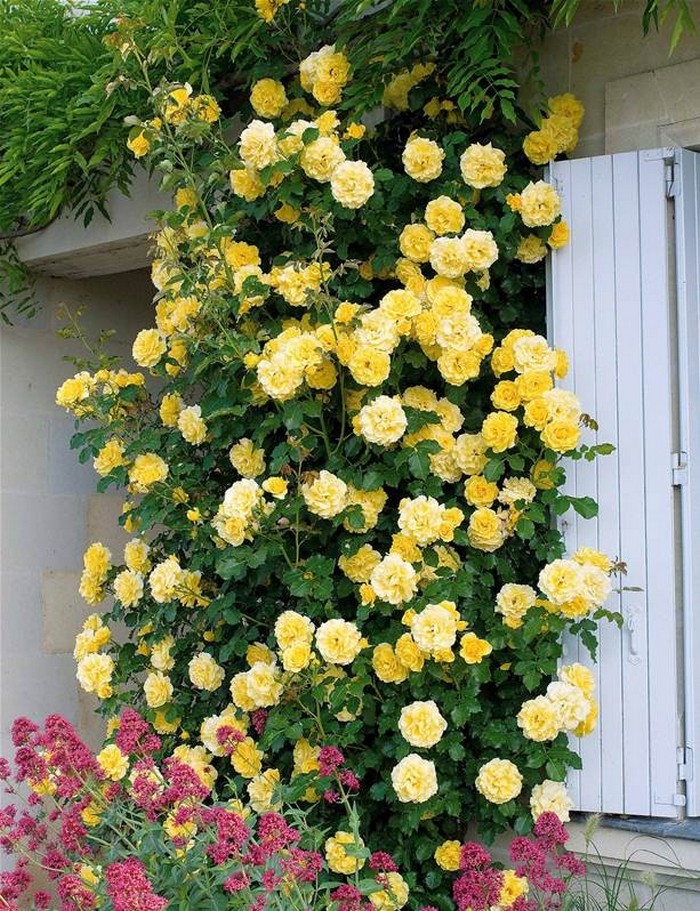 Вьющиеся розы, цветущие все лето: 12 зимостойких сортов