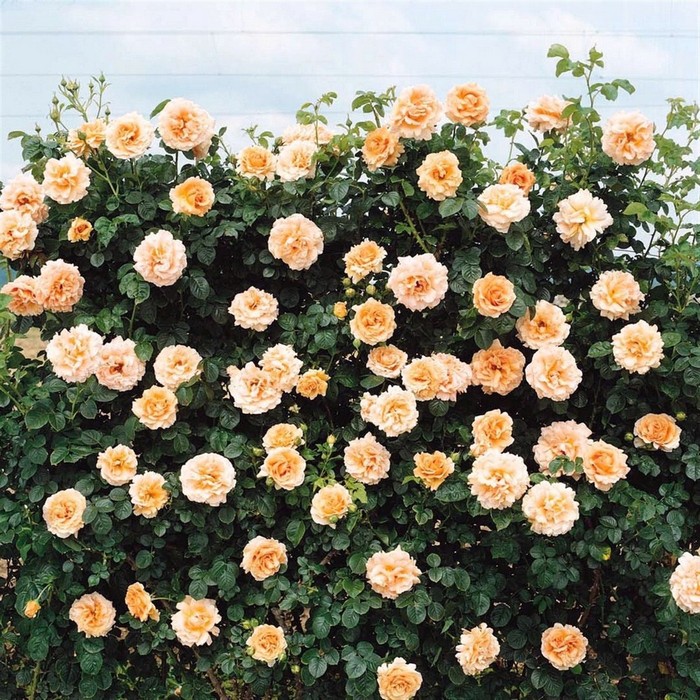 Лучшие сорта розы плетистые: посадка и уход