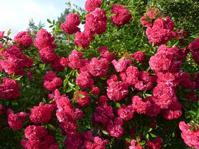 Лучшие сорта розы плетистые: посадка и уход